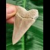 5,8 cm sehr massiver Zahn des Cosmopolitodus hastalis aus Lee Creek