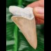 5,8 cm sehr massiver Zahn des Cosmopolitodus hastalis aus Lee Creek