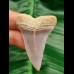 4.9 cm beautifully colored tooth of Cosmopolidus hastalis from Chile