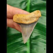 4,4 cm nicely preserved tooth of Cosmopolitodus hastalis
