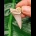 4,0 cm wunderbar erhaltener Zahn des Cosmopolitodus hastalis aus Lee Creek