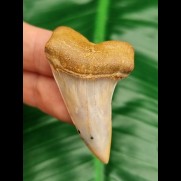 4.7 cm tooth Isurus planus from Bakersfield