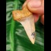 4,7 cm Zahn Isurus planus aus Bakersfield
