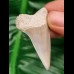 4,8 cm heller grauer Zahn des Cosmopolitodus hastalis aus Lee Creek