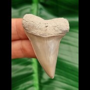 4,8 cm heller grauer Zahn des Cosmopolitodus hastalis aus Lee Creek