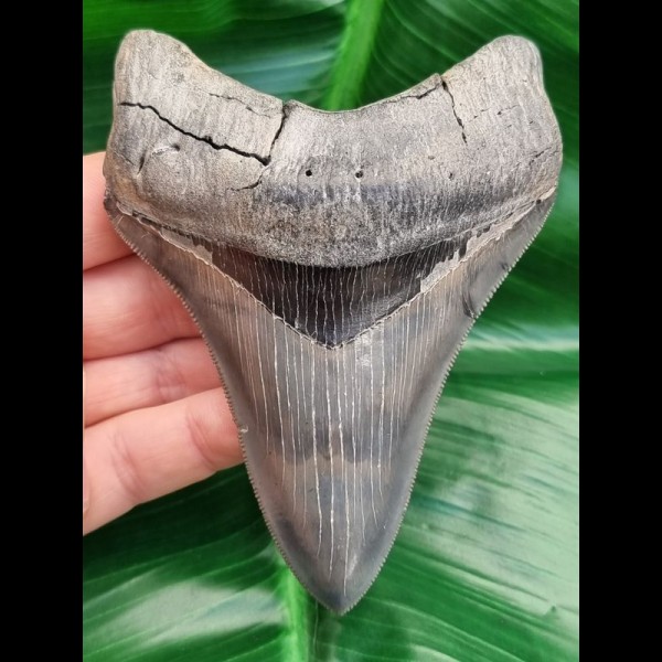 10,9 cm impressive dagger-like tooth of Carcharocles megalodon