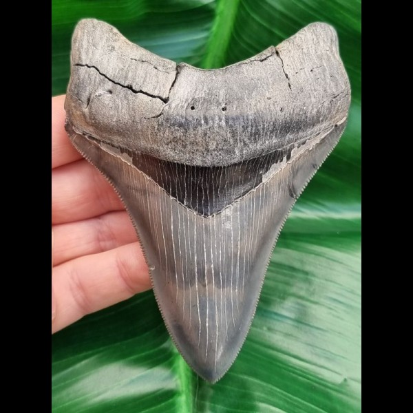 10,9 cm beeindruckender dolchartiger Zahn des Carcharocles Megalodon