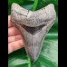 10,9 cm impressive dagger-like tooth of Carcharocles megalodon