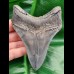 10,9 cm beeindruckender dolchartiger Zahn des Carcharocles Megalodon