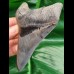10,9 cm impressive dagger-like tooth of Carcharocles megalodon