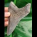 10,9 cm impressive dagger-like tooth of Carcharocles megalodon
