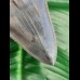 10,9 cm impressive dagger-like tooth of Carcharocles megalodon