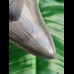 10,9 cm impressive dagger-like tooth of Carcharocles megalodon