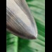 10,9 cm impressive dagger-like tooth of Carcharocles megalodon