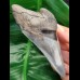 10,9 cm impressive dagger-like tooth of Carcharocles megalodon