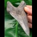 10,9 cm impressive dagger-like tooth of Carcharocles megalodon