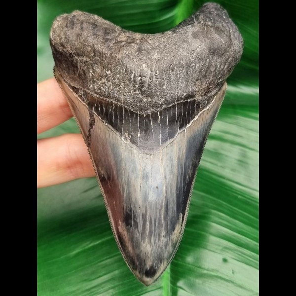 12,2 cm rasiermesserscharfer färbprächtiger Zahn des Megalodon aus Bali