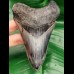 12,2 cm rasiermesserscharfer färbprächtiger Zahn des Megalodon aus Bali