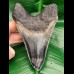 12,2 cm rasiermesserscharfer färbprächtiger Zahn des Megalodon aus Bali