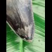 12.2 cm razor sharp colorful tooth of Megalodon from Bali