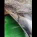 12.2 cm razor sharp colorful tooth of Megalodon from Bali