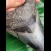 12.2 cm razor sharp colorful tooth of Megalodon from Bali