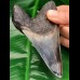 12.2 cm razor sharp colorful tooth of Megalodon from Bali