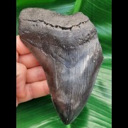 12,4 cm dunkles Zahnfragment des Megalodon