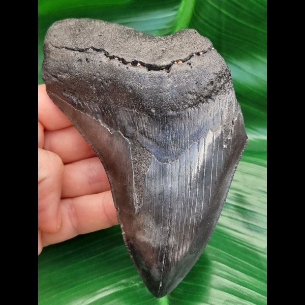 12.4 cm dark tooth fragment of Megalodon