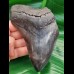 12.4 cm dark tooth fragment of Megalodon