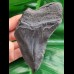 12.4 cm dark tooth fragment of Megalodon