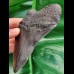 12.4 cm dark tooth fragment of Megalodon