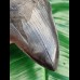 12.4 cm dark tooth fragment of Megalodon