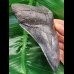 12.4 cm dark tooth fragment of Megalodon