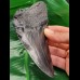 12.4 cm dark tooth fragment of Megalodon