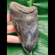 13,1 cm scharf gezahntes Fragment des Megalodon