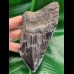 13,1 cm sharp serrated fragment of Megalodon