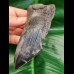 13,1 cm sharp serrated fragment of Megalodon
