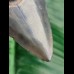 8,8 cm dunkel-blaues Zahnfragment des Megalodon