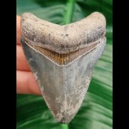 7,0 cm tooth of Megalodon with nicely preserved bourlette