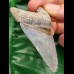 7,0 cm Zahn des Megalodon mit schön erhaltener Bourlette