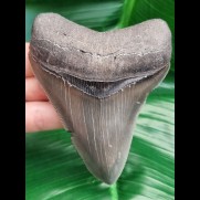 10,6 cm tooth of Megalodon with perfect tip 