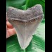 10,6 cm tooth of Megalodon with perfect tip 