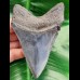 11,0 cm dagger-shaped massive tooth of Megalodon in collector - quality