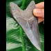 11,0 cm dagger-shaped massive tooth of Megalodon in collector - quality
