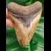 10,0 cm wonderful colored tooth of megalodon from South Carolina