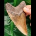 10,0 cm wonderful colored tooth of megalodon from South Carolina