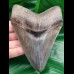 12.4 cm tooth of the Megalodon in great collector - quality