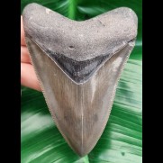 10,9 cm great tooth of Megalodon with fine serration