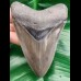 10,9 cm toller Zahn des Megalodon mit feiner Zahnung